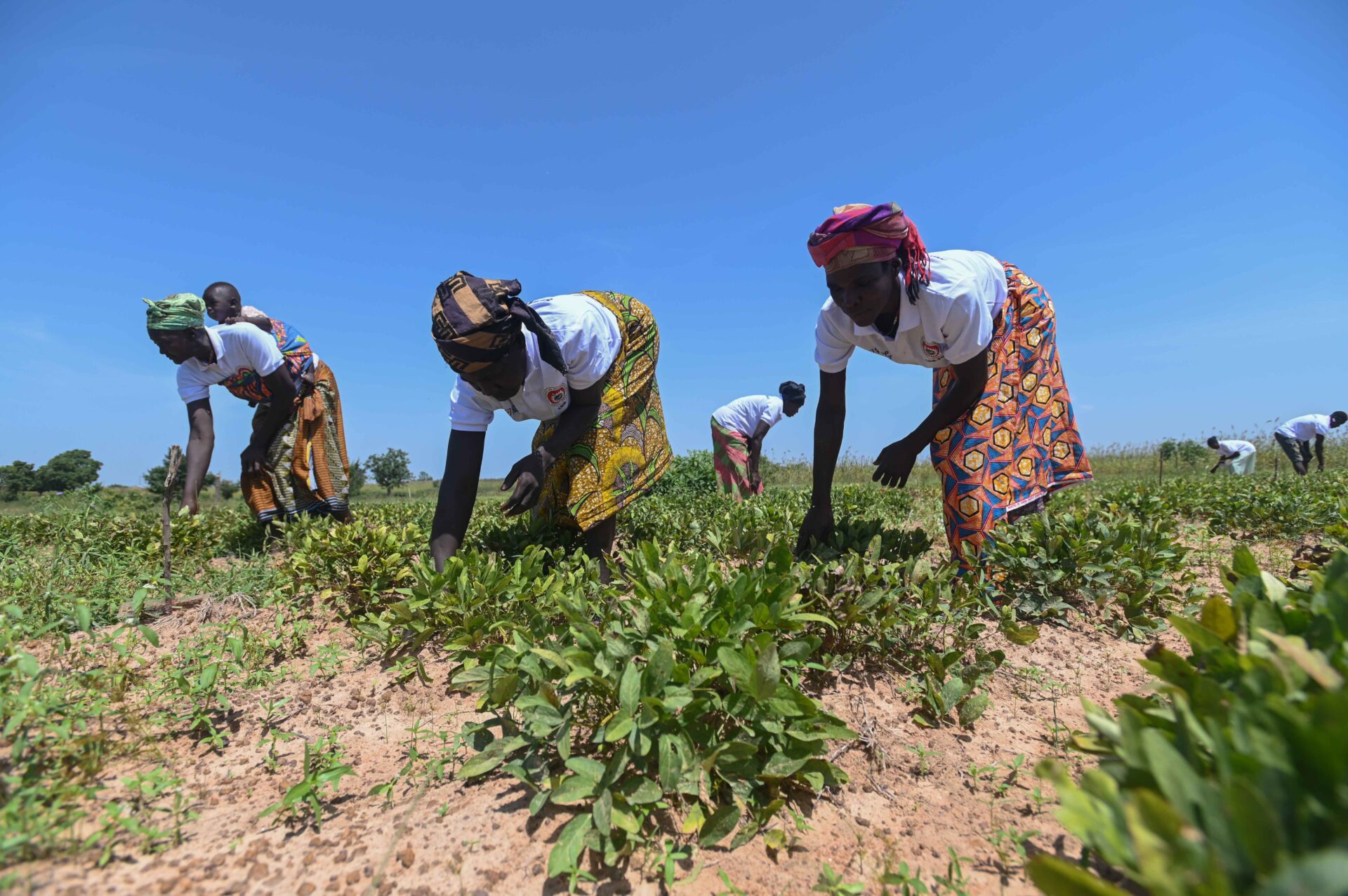 53348432986_710e978e1b_o Members of the Miransaag Bambara Groundnut User Group at an evaluation plot in Ghana’s Upper East Region. The site is the work of the genebank at the Plant Genetic Resources Research Institute (PGRRI) and the Savannah Agricultural Research Institute (SARI) – part of the Council for Scientific and Industrial Research (CSIR). Pic by Neil Palmer for the Seeds for Resilience (SFR/S4R) Project.