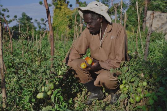 A young tomato farmer