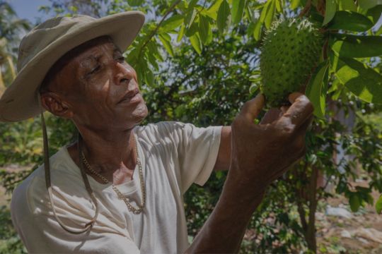 Farmer checking his crops
