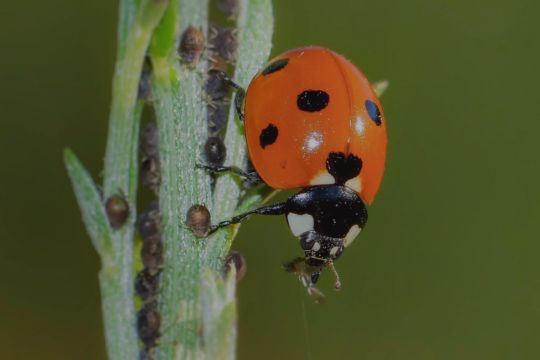 Ladybird on a plant