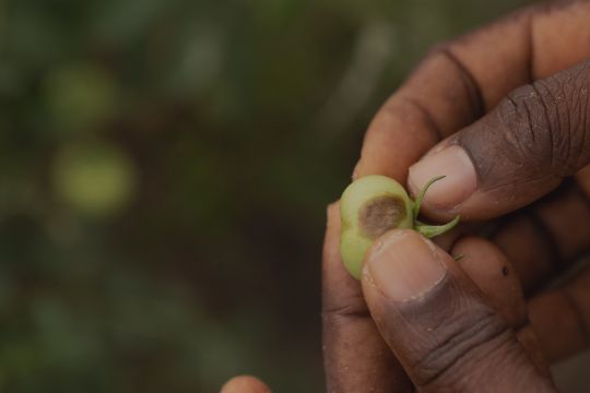 Someone looking at a diseased tomato