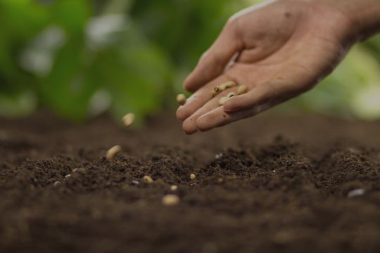 seeds being planted