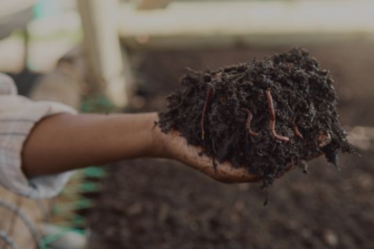 A hand holding soil with earthworms in it