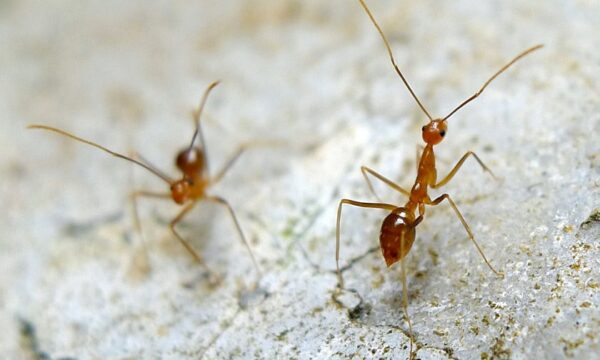 Research: Raising awareness on ground Ants diversity and abundance - The  Forefront Mag