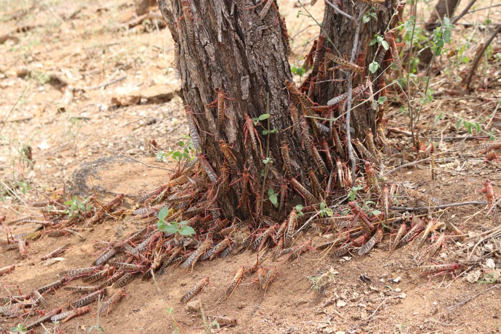 Roosting Desert Locusts