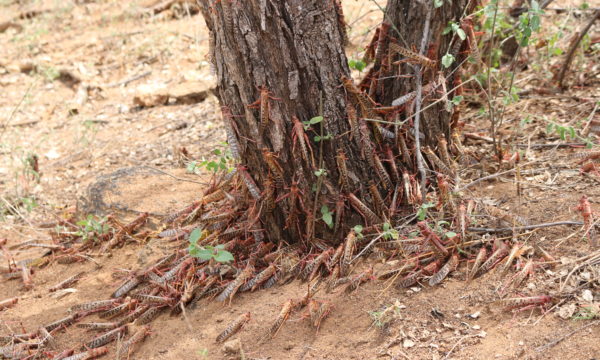 Roosting Desert Locusts