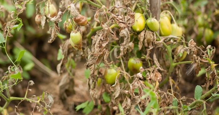 701x368_cabi_academy Tomato blight