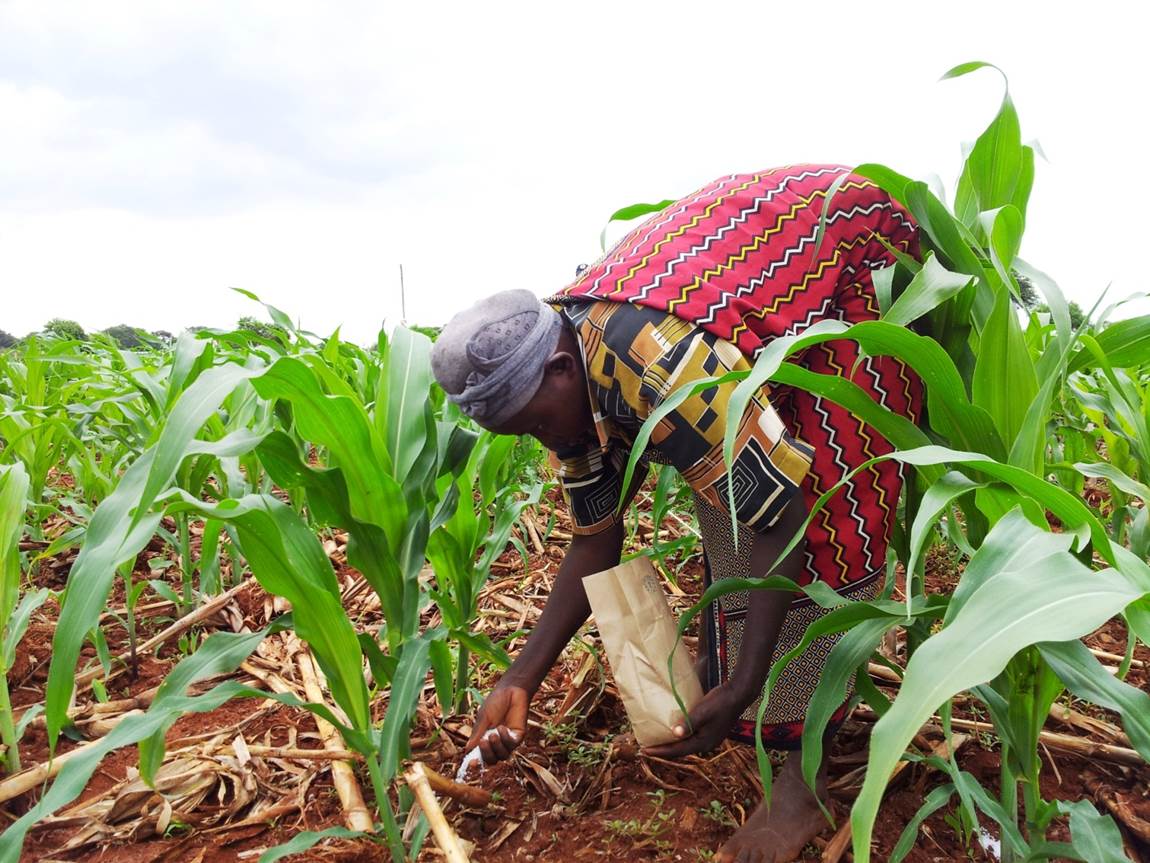 A woman applies fertilizer on a maize crop in Kenya.  Fertilizer is expensive in sub-Saharan Africa. Many smallholders farmers can only afford to apply a little fertilizer on their farms. The IMAS project is breeding maize varieties that respond better to the small amounts of fertilizer that farmers apply.  

Photo credit: B. Das/CIMMYT 

http://imas.cimmyt.org