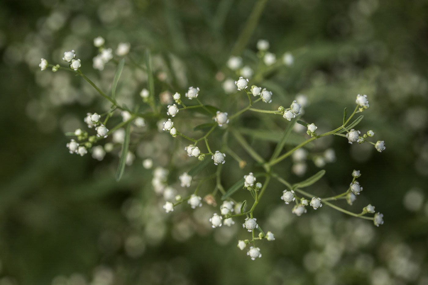 Parthenium Plant, Seeds, Flowers, Leaf