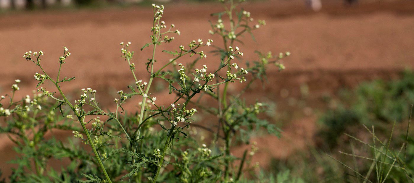 Parthenium in Vegetable Fields.