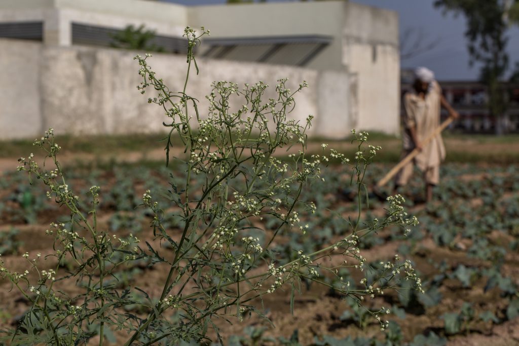 AHP_0816_AH_CABI_PAK_Parthenium_Vegetable_Field