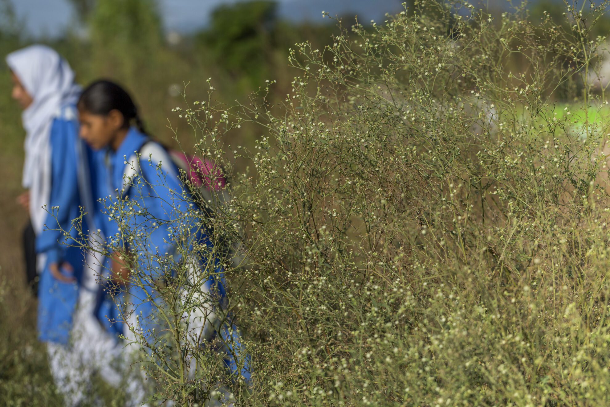 Parthenium Colonised.