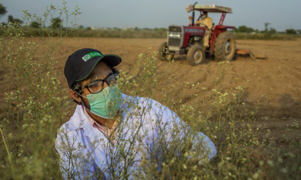 Parthenium in Pakistan