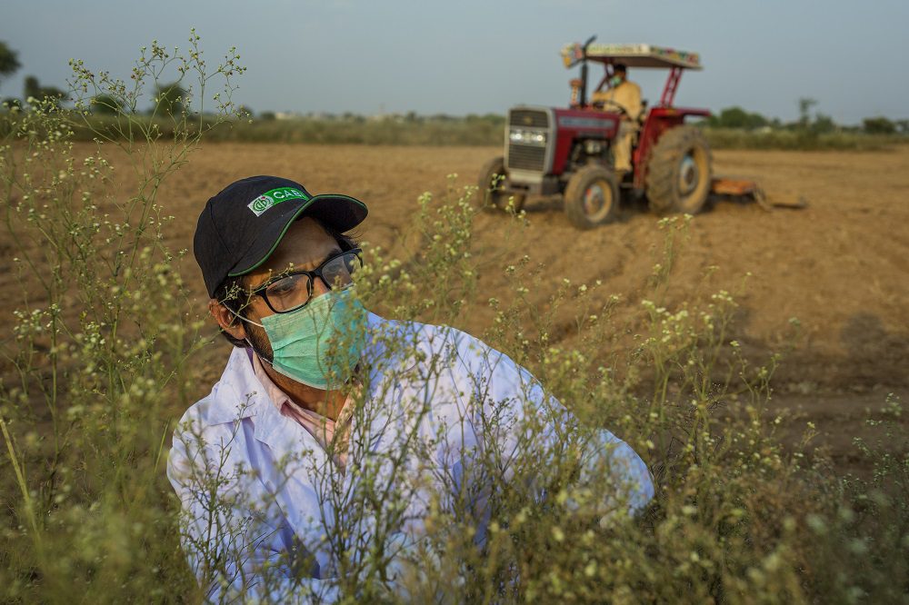 Parthenium in Pakistan