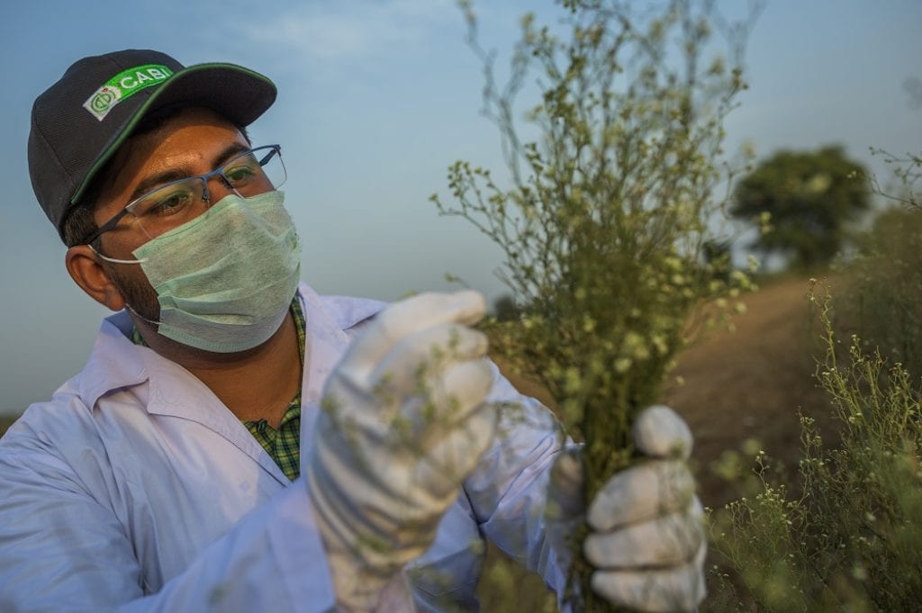 Parthenium in Pakistan