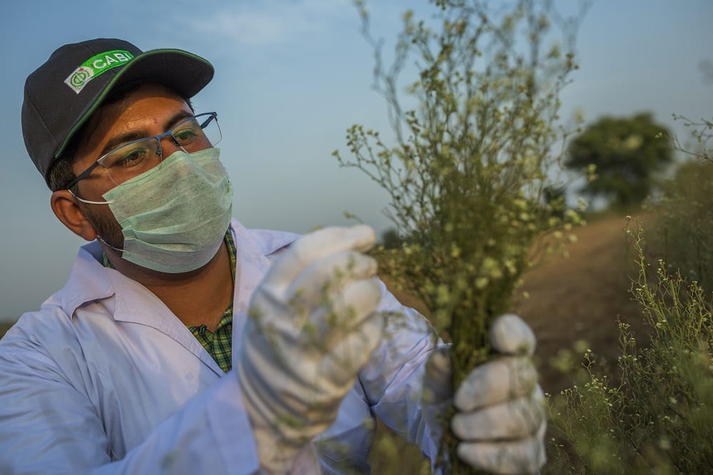 Parthenium in Pakistan