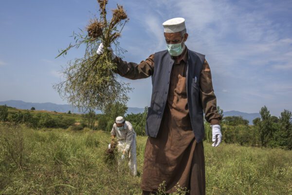 Parthenium in Pakistan Parthenium Eradication.