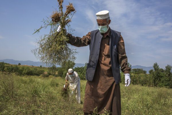 Parthenium Eradication.