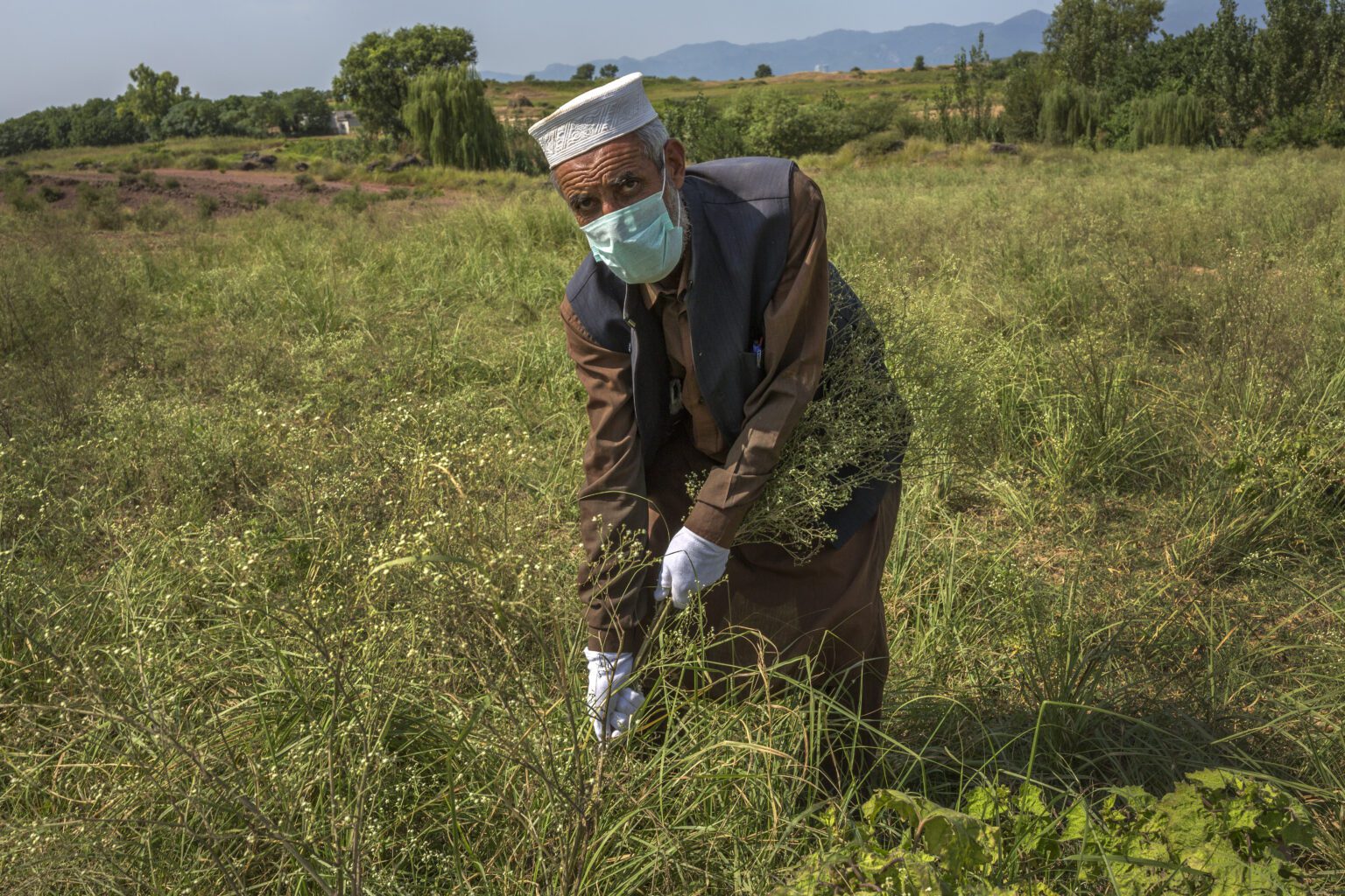 Parthenium in Pakistan Parthenium Eradication.