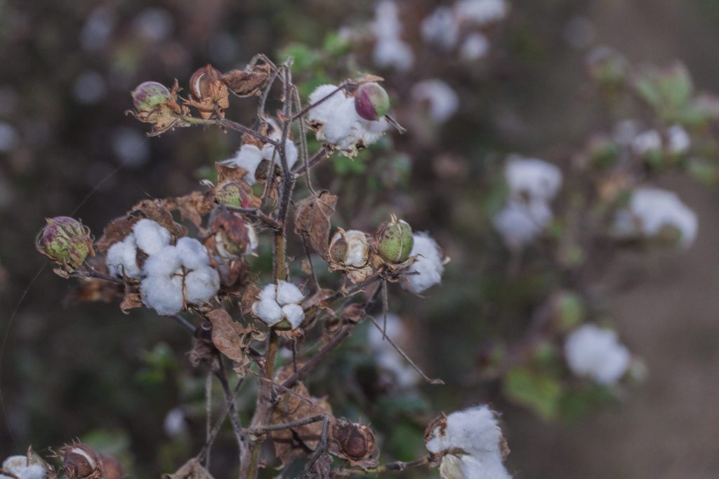 Cotton seed