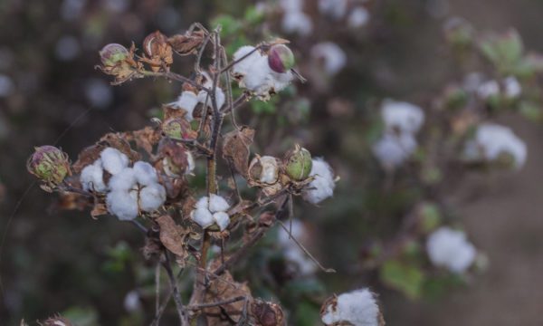Cotton seed