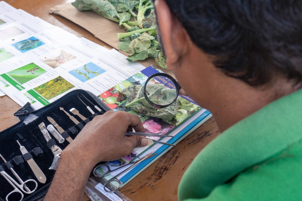 Identifying the pest responsible for damage to a leafy crop, Cambodia