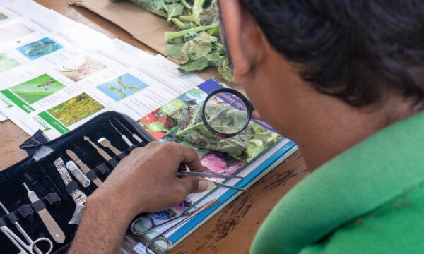 Identifying the pest responsible for damage to a leafy crop, Cambodia