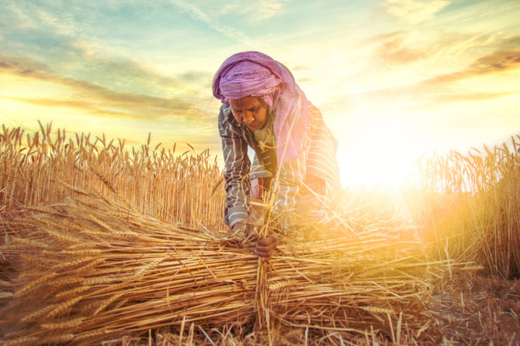 Indian female farmer collecting bundles of wheat