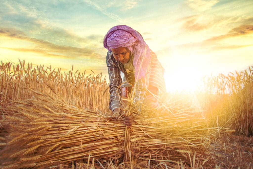 Indian female farmer collecting bundles of wheat