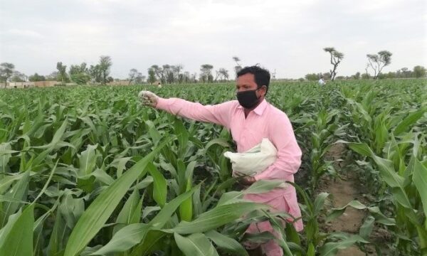 Aflatoxin-pic-1-2