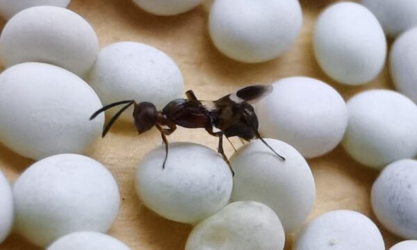 Anastatus japonicus attacking factitious host eggs