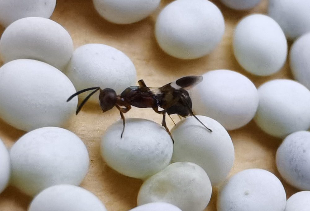 Anastatus japonicus attacking factitious host eggs
