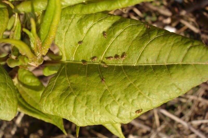 Aphalara itadori on Japanese knotweed leaf