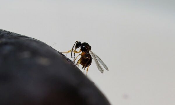 Asian wasp