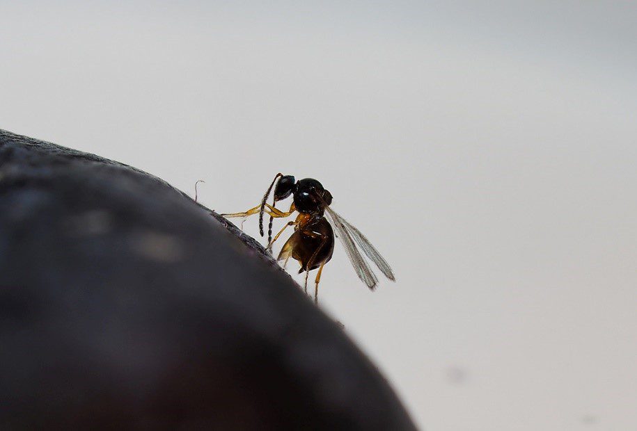 Asian wasp