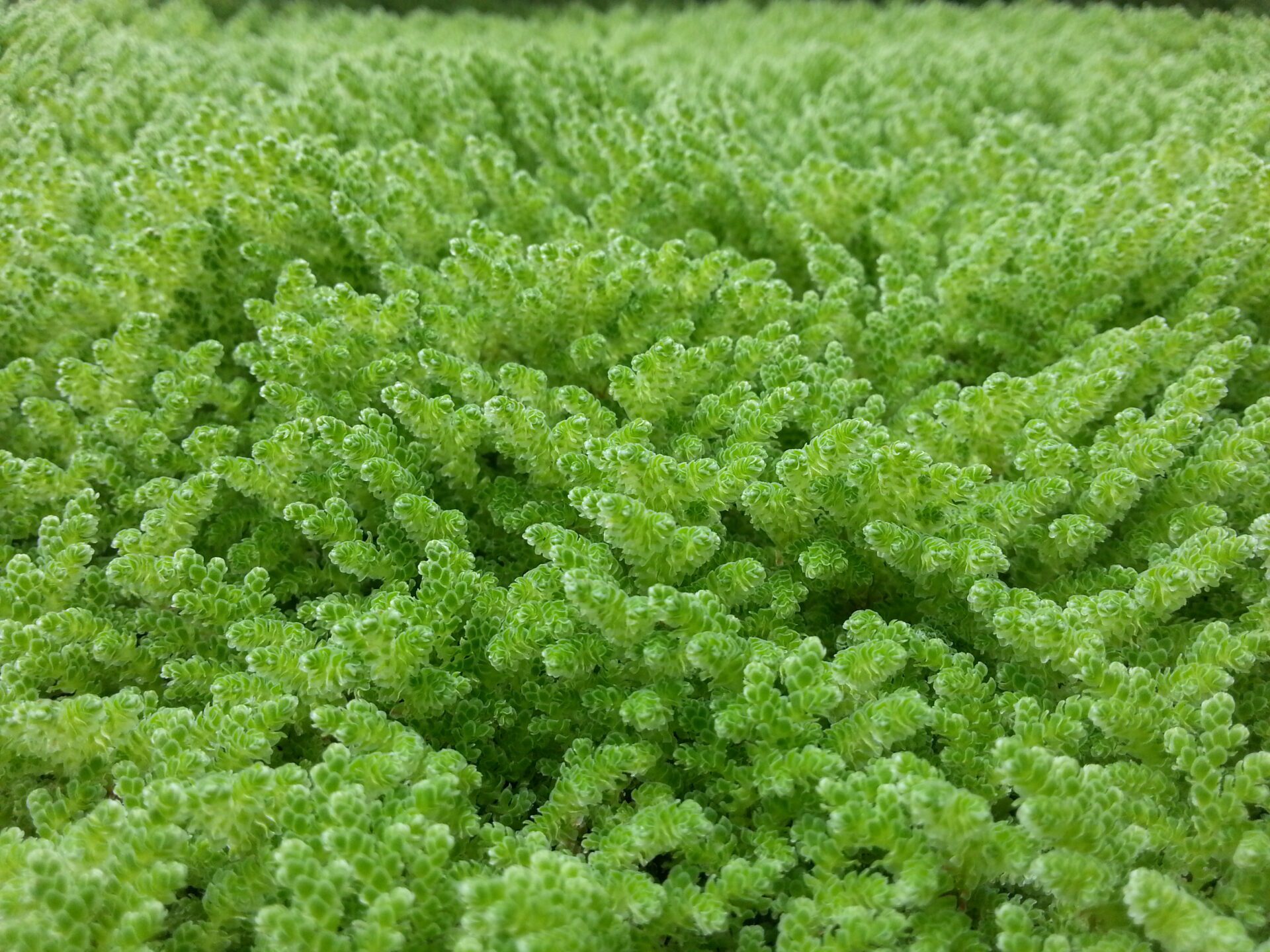 Azolla control - CABI.org