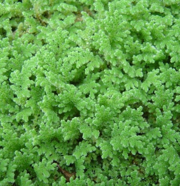 Azolla - CABI.org