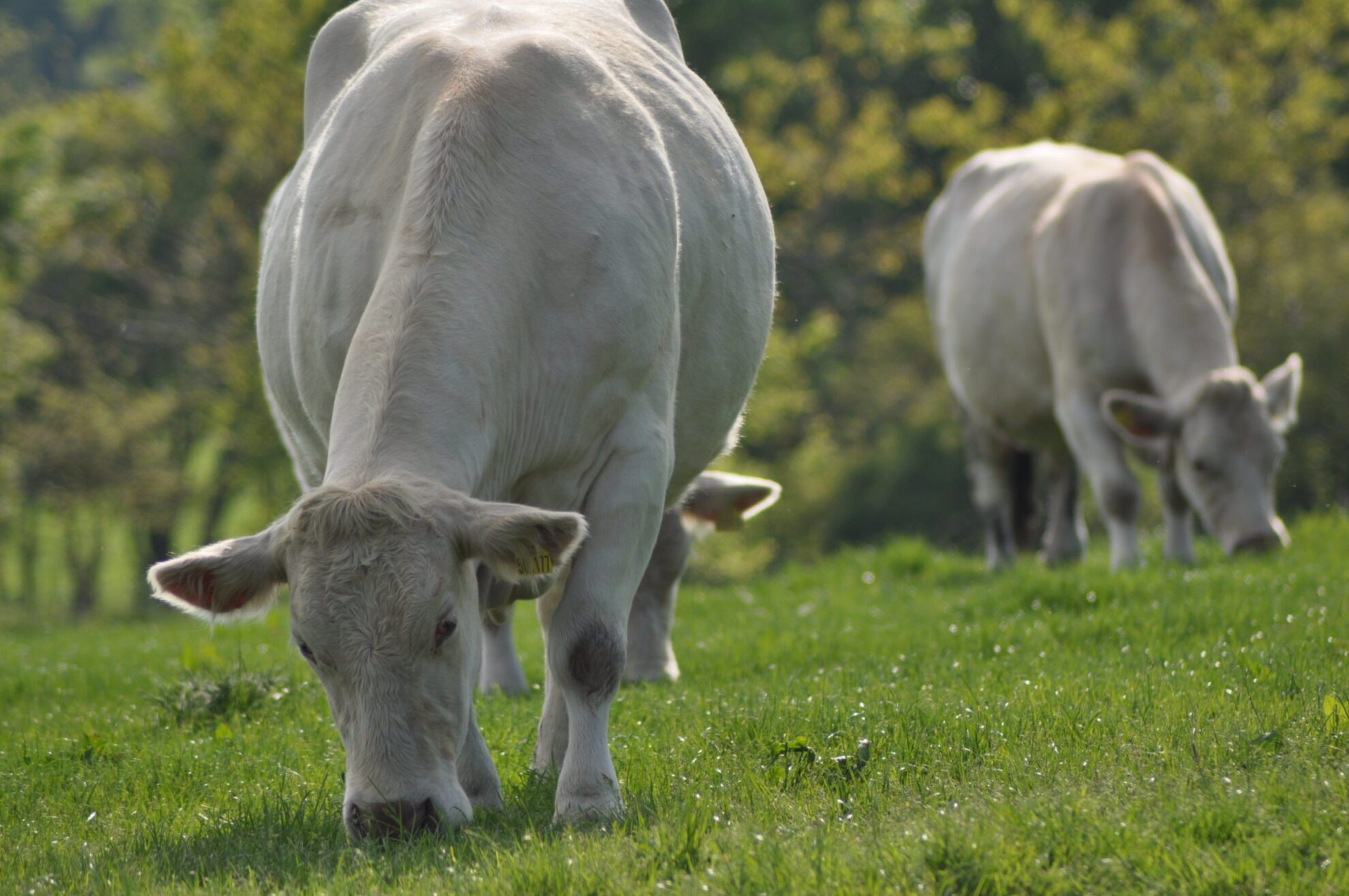 Genetic Improvement of Farmed Animals Genetic Improvement of Farmed Animals