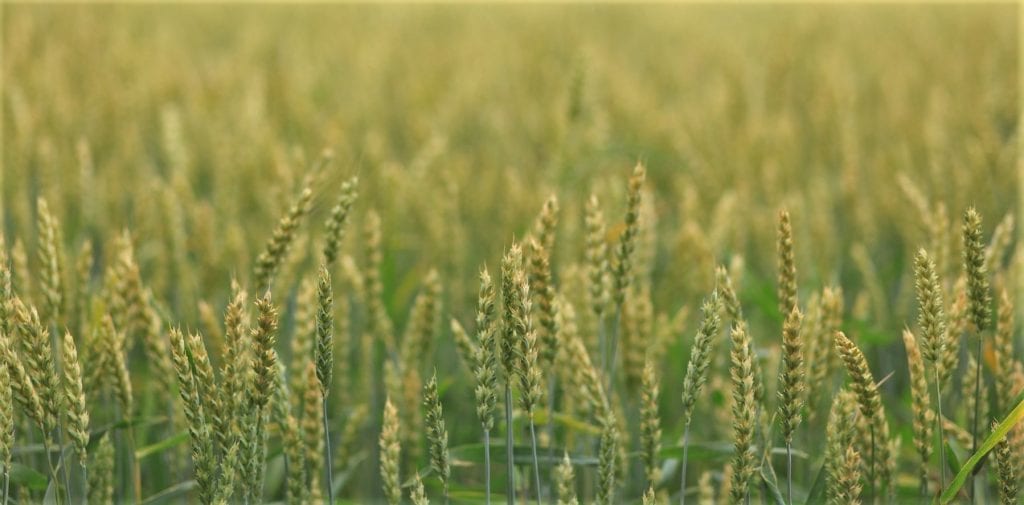 Crop field