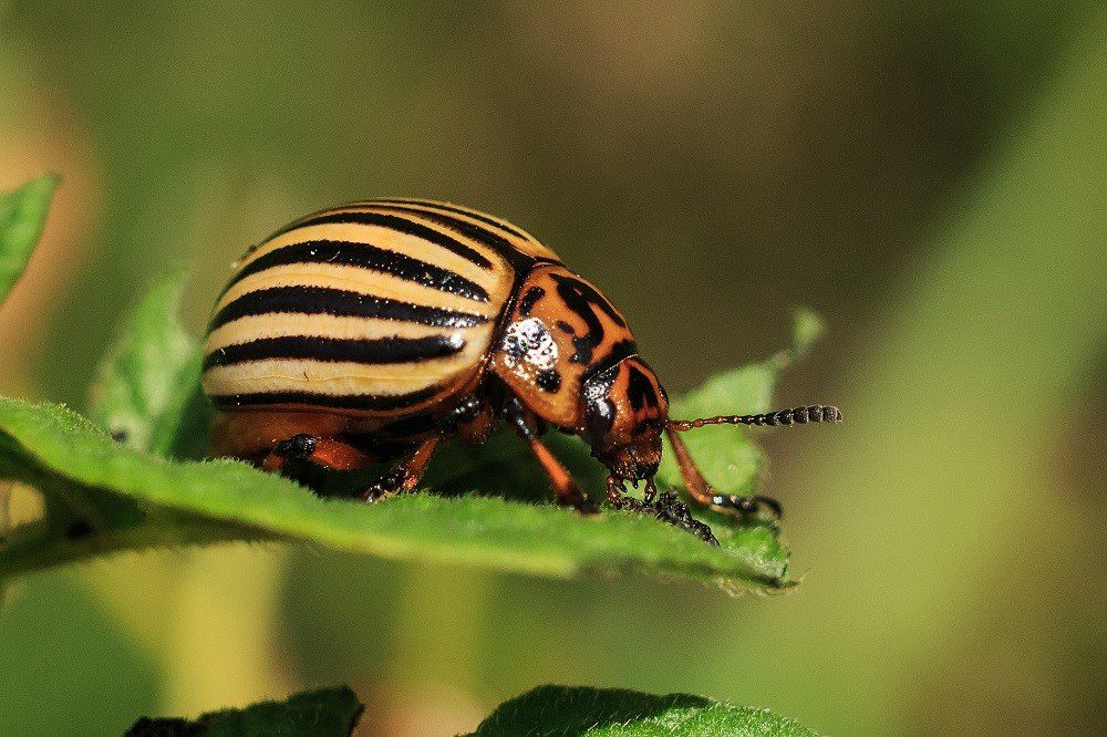 Beetle