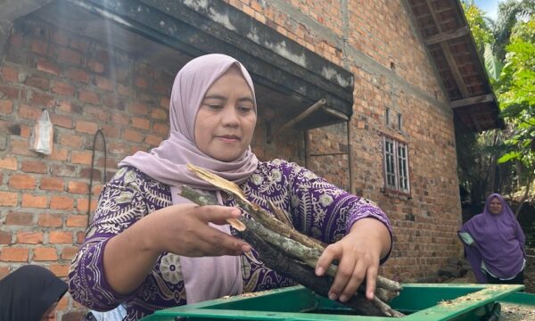 A women farmer feeds pruned tree branches into a green drum biochar kiln during a community workshop