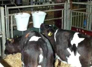 Fig. 13.7E(a). When calves drink milk from teat buckets, without a barrier between calves (Courtesy of Margit Bak Jensen, Aarhus University.)