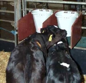 Fig. 13.7E(b). When calves drink milk from teat buckets, with a short barrier stopping at the shoulders of the calves, the calves switch teats often and displace other drinking calves. (Courtesy of Margit Bak Jensen, Aarhus University.)