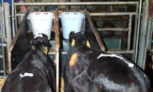 Fig. 13.7E(c). When calves drink milk from teat buckets the calves switch teats often and displace other drinking calves. This is greatly reduced if the calves are separated by a long barrier while they are drinking. (Courtesy of Margit Bak Jensen, Aarhus University.)