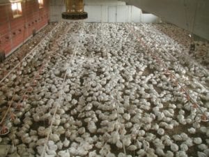 Fig. 13.2E. Conventional meat-chicken production in Europe uses fast-growing broiler strains stocked at 18–19 birds/m2; the broilers shown here are close to their slaughter weight of 2.2 kg. (Courtesy of Björn Forkman.)