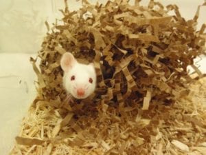 Fig. 13.1E. Provision of nesting material, here in the form of shredded paper, for laboratory mice serves as environmental enrichment and contributes to the thermoregulatory behaviour of the animals. (Courtesy of Brianna Gaskill.)