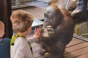 Fig. 15.6E. Positive human contact may be a source of enrichment for some zoo animals. Photograph courtesy of Zoos Victoria, Australia.