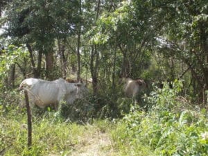 Fig. 19.4E. Cattle in a silvopastoral system. (Courtesy of Fernanda Pérez-Lombardini.)