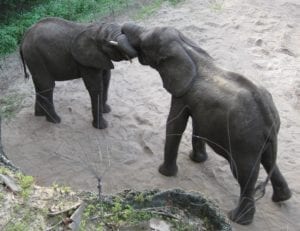 Fig_2.12E Positive social interactions between elephants