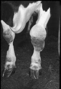 Fig_2.13E A cow’s swollen knee.